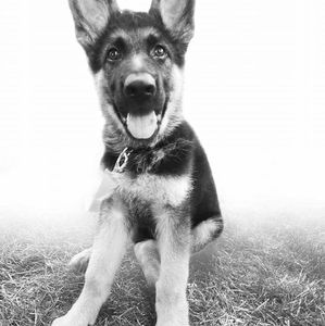 Meet your Posher, Annie